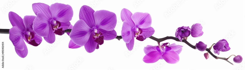 Opulent Purple Orchids Emanating Luxury and Elegance on a Clean White Background Opulent Purple Orchids Emanating Luxury and Elegance on a Clean White Background
