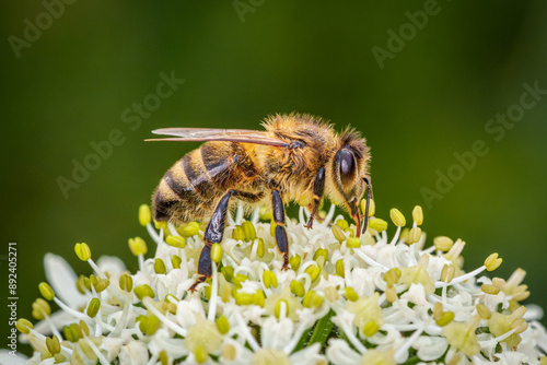 European Honey bee (Apis mellifera) eating nectar on a white flower. 