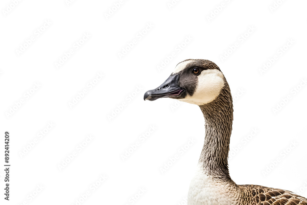 Obraz premium Close up portrait of a goose isolated on white background