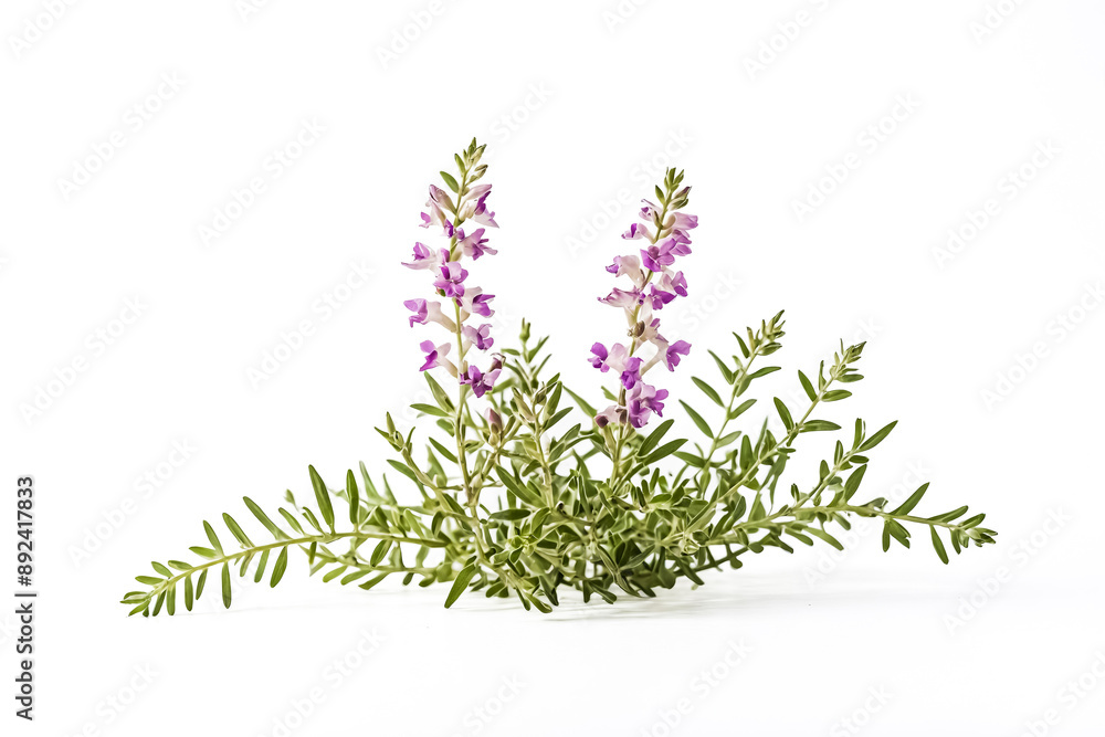 Naklejka premium Blooming Purple Flowers on Green Stems