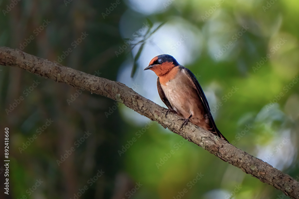 Fototapeta premium Pacific swallow