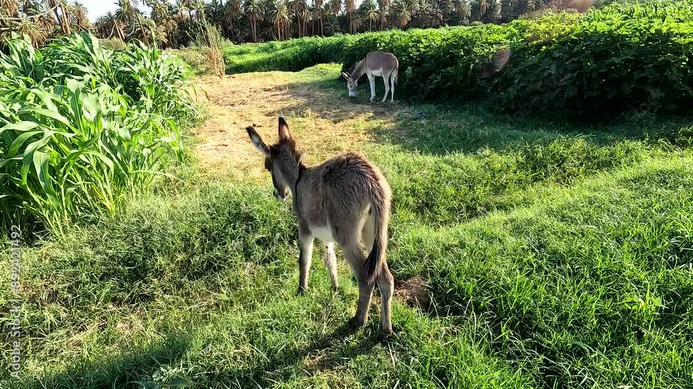A baby donkey with its mother in the countryside of northern Sudan A baby donkey with its mother in the countryside of northern Sudan