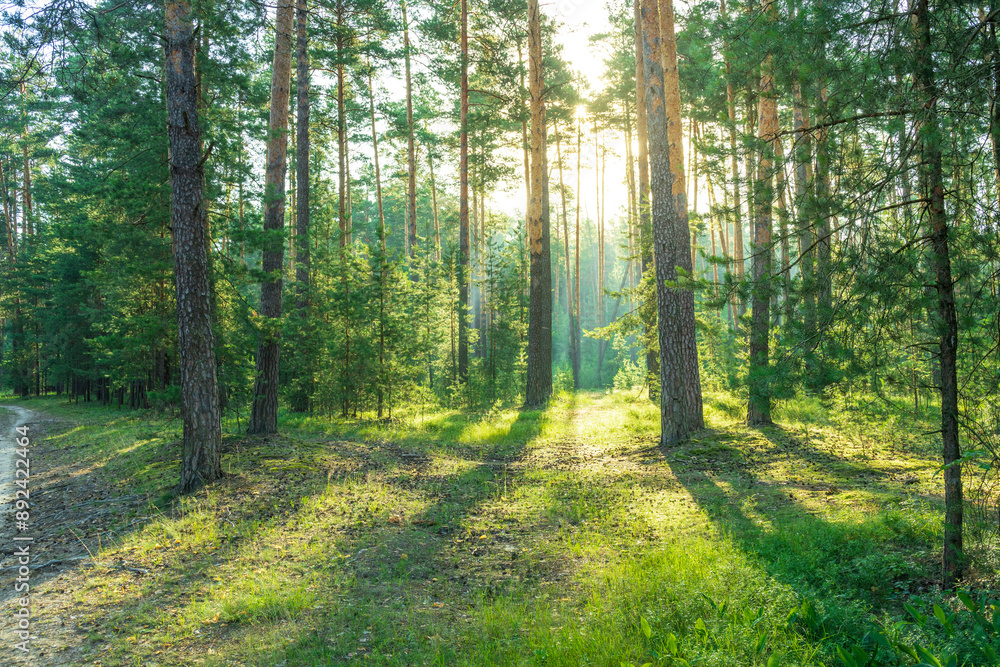 Fototapeta premium Sunlight streams through the dense canopy of a pine forest, illuminating the forest floor with long shadows and casting a warm glow on the lush green undergrowth.
