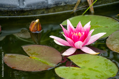 close-up of a pink red Water Lily 'Charles de Meurville' Nymphaea