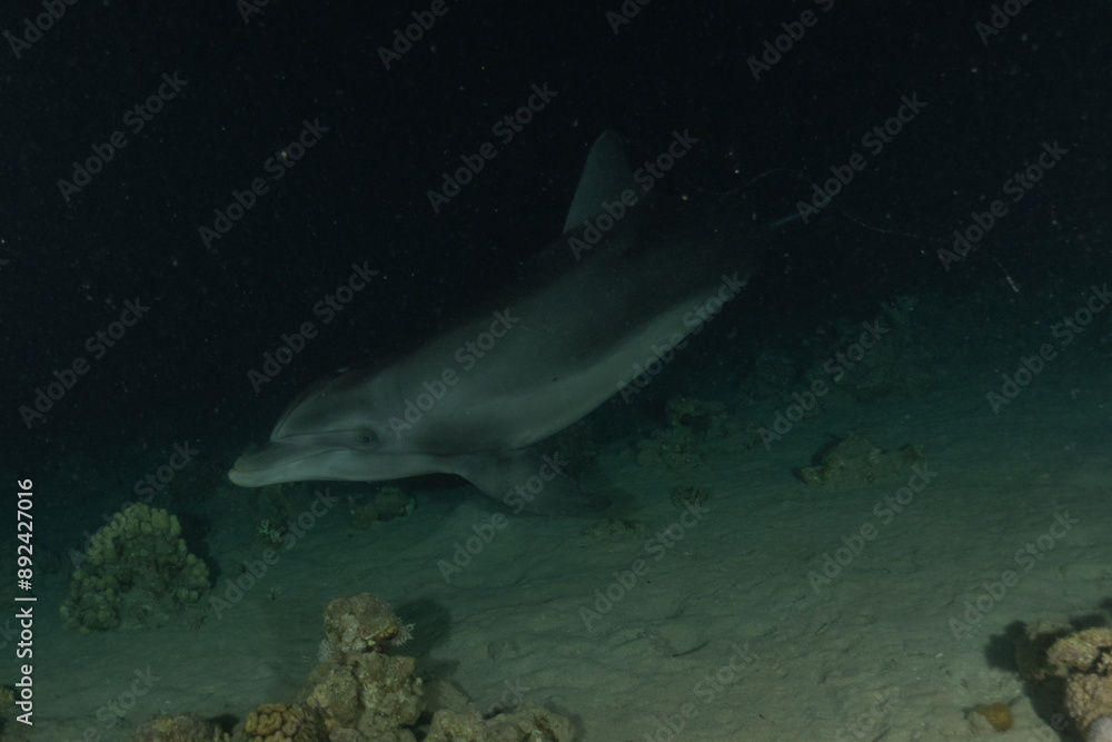 Fototapeta premium Dolphin swimming in the Red Sea, Eilat Israel 