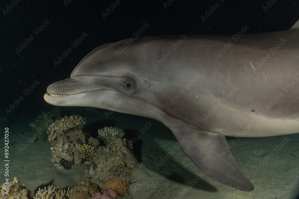 Naklejka premium Dolphin swimming in the Red Sea, Eilat Israel