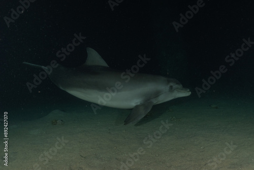 Dolphin swimming in the Red Sea, Eilat Israel 