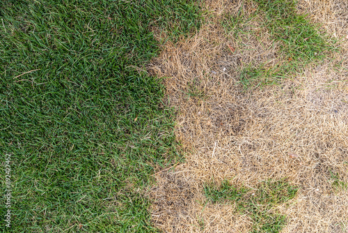 Green and Brown Lawn Patch
