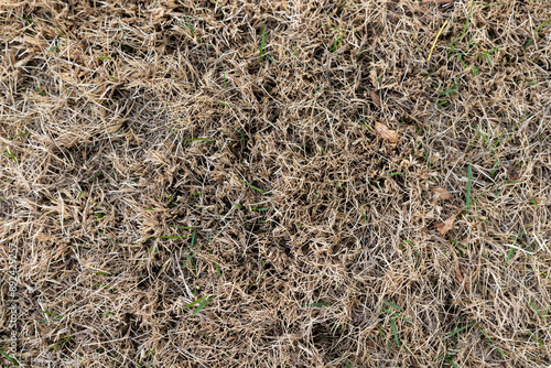 Dry and Brown Lawn Closeup