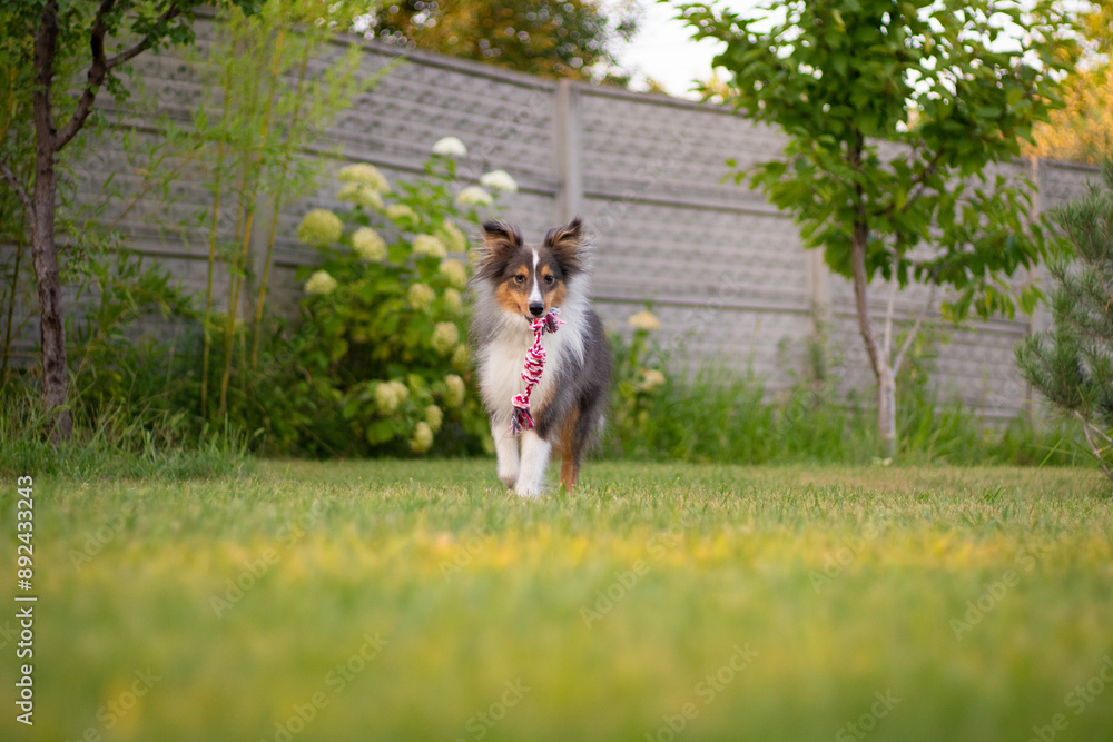 Cute tricolor sheltie dog is playing on the green grass outside. Shetland sheepdog carries a rope toy in its mouth Cute tricolor sheltie dog is playing on the green grass outside. Shetland sheepdog carries a rope toy in its mouth
