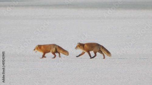 2頭で歩くキタキツネ (スローモーション)