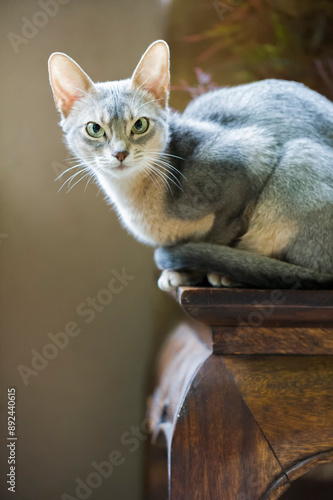 Porträt einer blauen Abessinier Katze photo