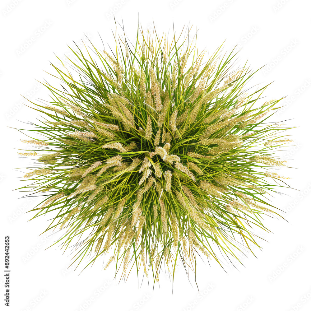 Mexican Feather Green Grass Plant Top View Mexican Feather Green Grass Plant Top View