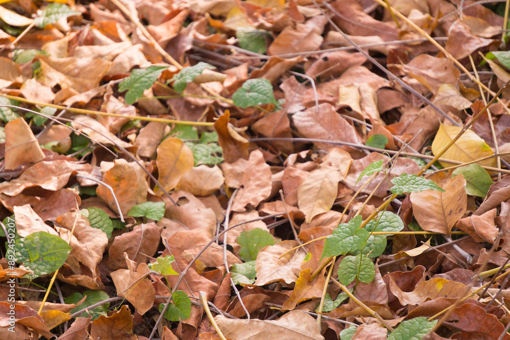 A colorful pile of autumn leaves on the ground. A colorful pile of autumn leaves on the ground.