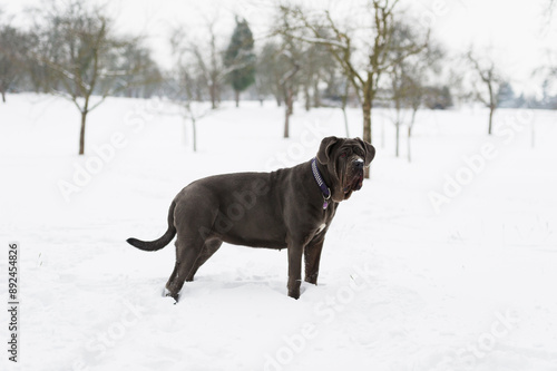 Mastino Napoletano steht im Schnee