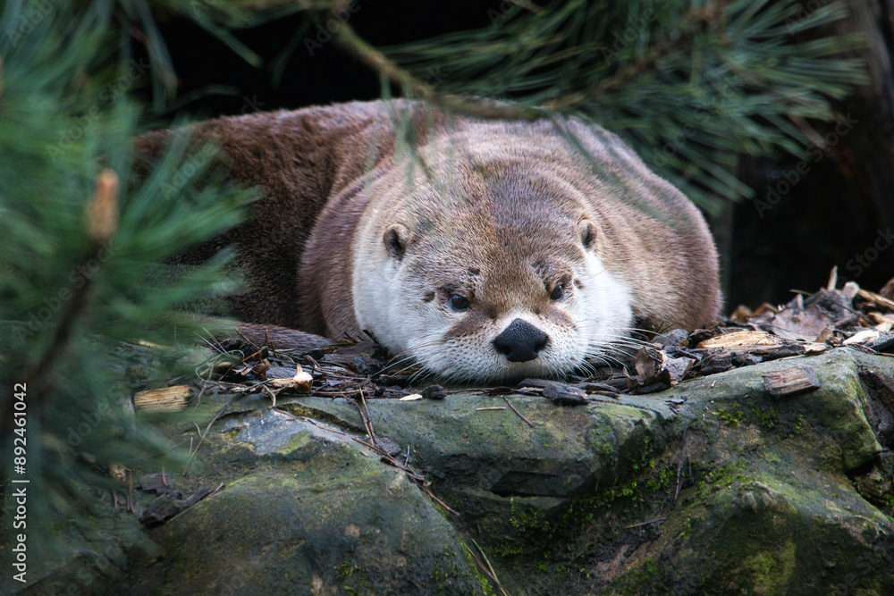 Obraz premium Otter am Chillen