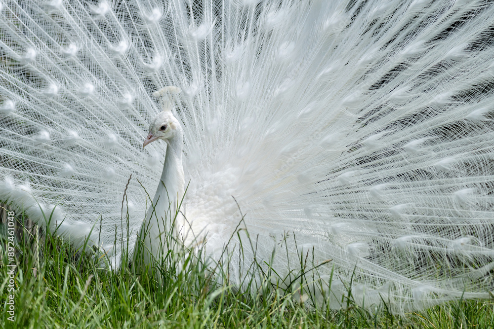 Obraz premium all white male albino Indian peafowl on display