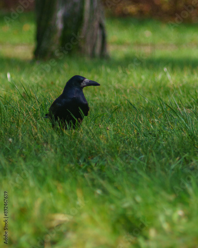blackbird on the grass