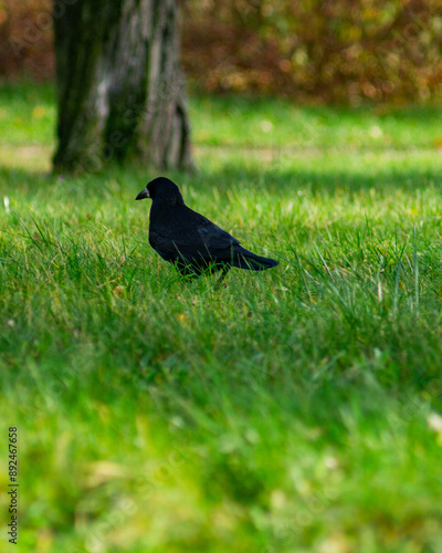 blackbird on the grass