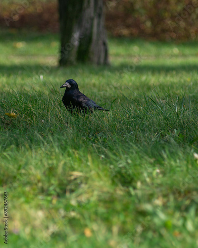 bird on the grass