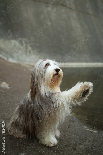 Bearded collie poses in a quarry in the Czech Republic photo