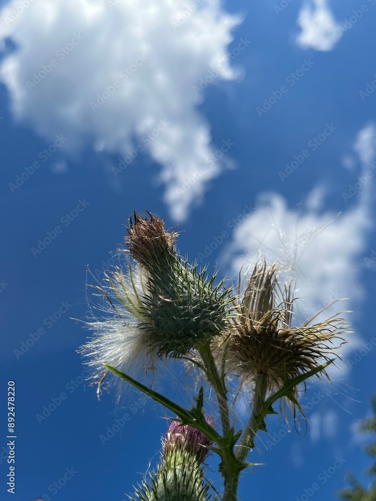 Obraz premium Thistle blossoms against the blue sky