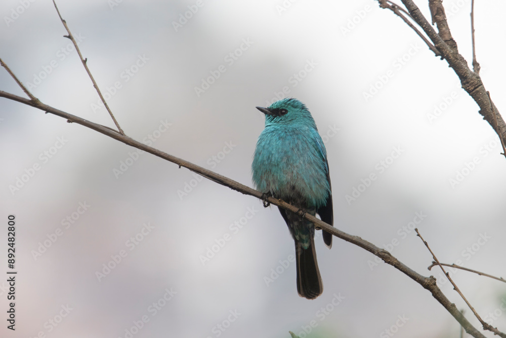 verditer flycatcher or Eumyias thalassinus in Binsar in Uttarakhand, India verditer flycatcher or Eumyias thalassinus in Binsar in Uttarakhand, India