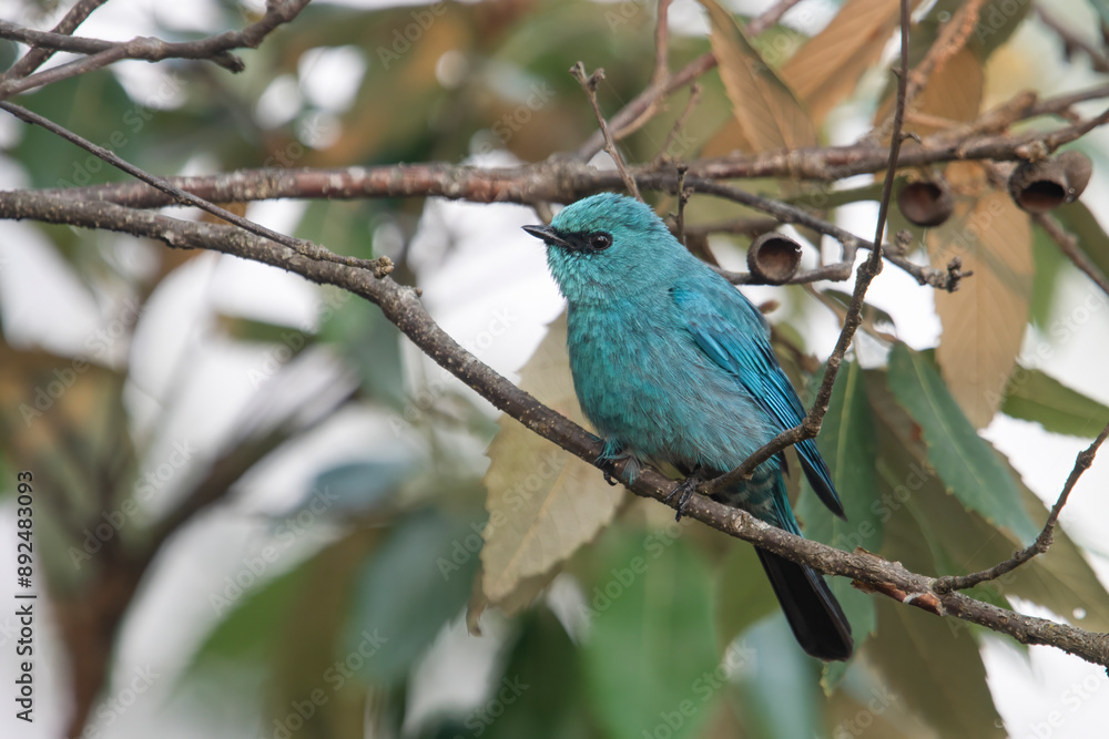 verditer flycatcher or Eumyias thalassinus in Binsar in Uttarakhand, India verditer flycatcher or Eumyias thalassinus in Binsar in Uttarakhand, India