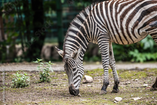 zebra eating grass