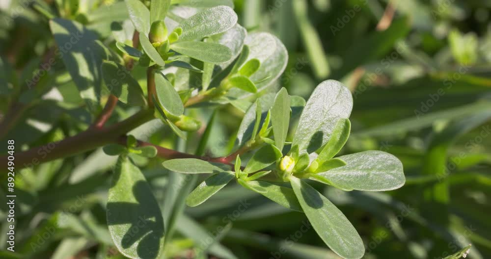 Close-up of Portulaca oleracea (common purslane) flower Close-up of Portulaca oleracea (common purslane) flower