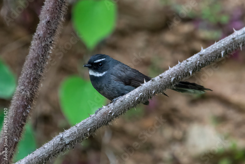 Photography white-throated fantail or Rhipidura albicollis in Binsar in Uttarakhand, India
