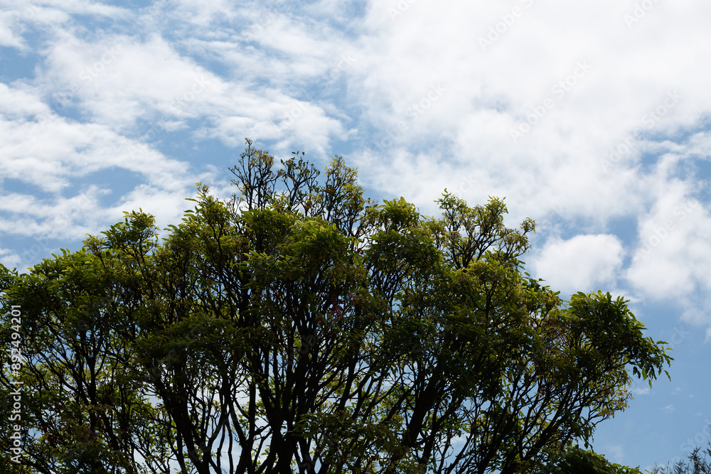 Árvore de galhos longos, folhas verde e céu azul com nuvens. Árvore de galhos longos, folhas verde e céu azul com nuvens.