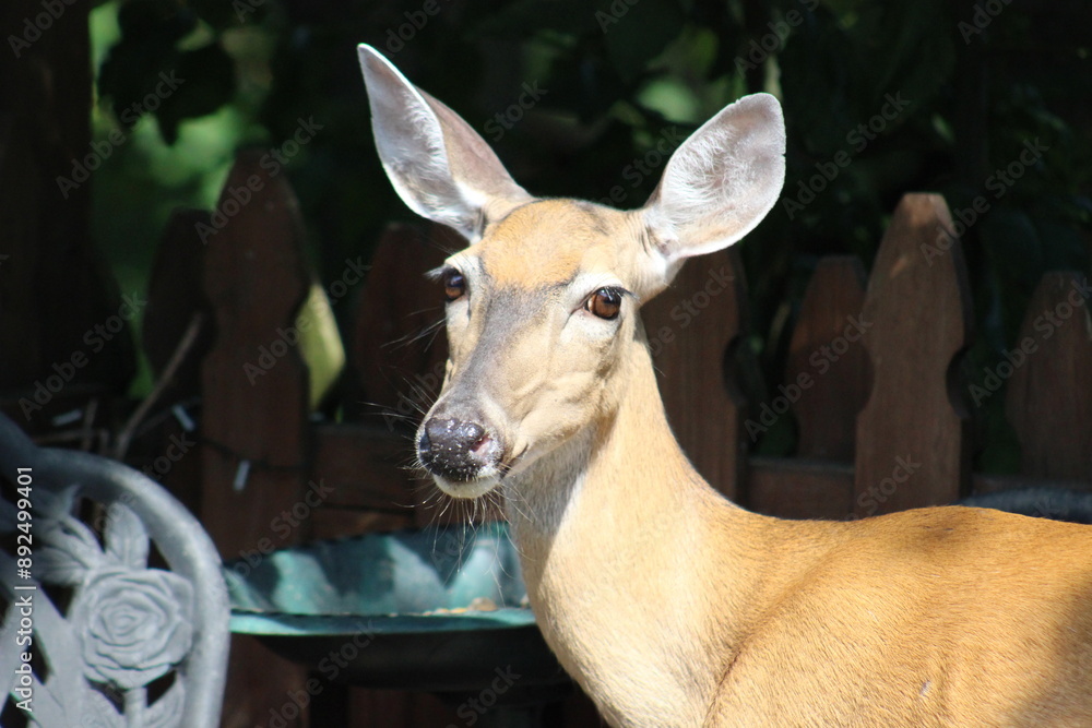Fototapeta premium Deer just enjoying some bird seed