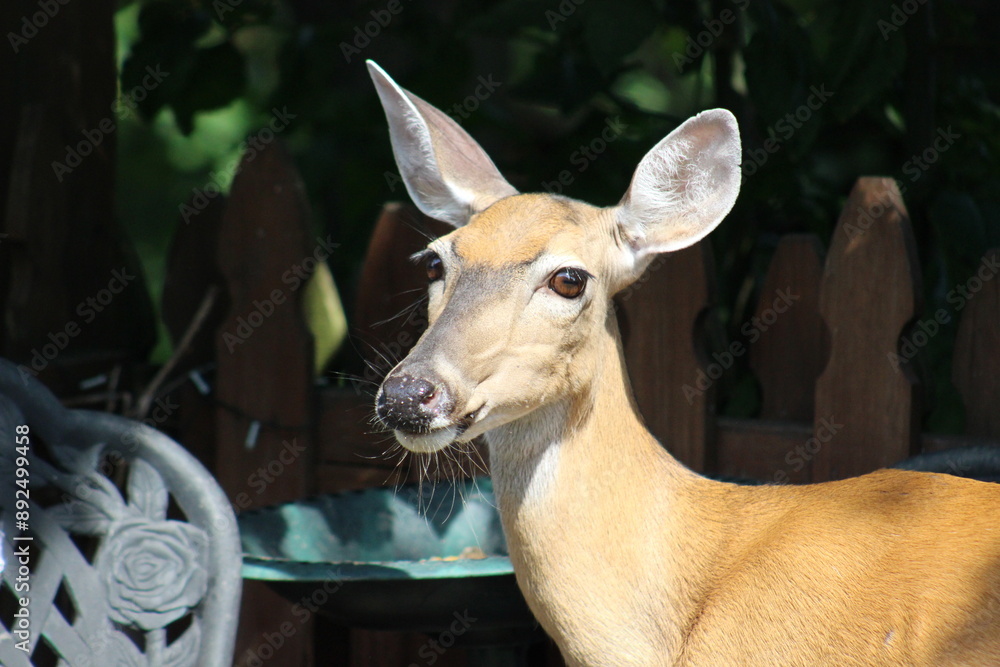Fototapeta premium Deer just enjoying some bird seed