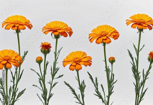 image of marigold flowers on a white background