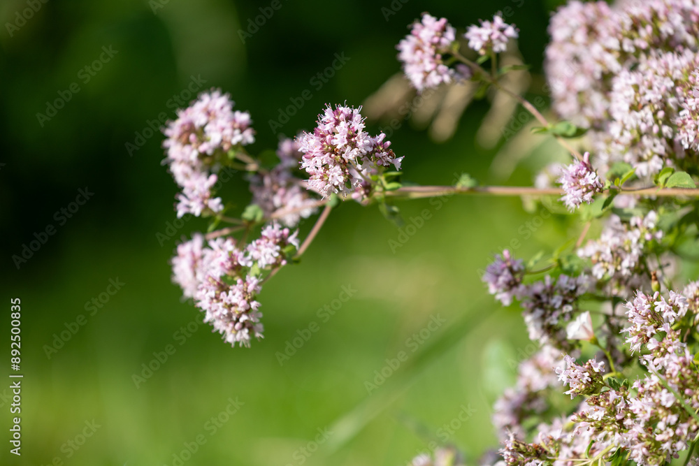 Purple, scented flowers of oregano plant growing in the garden. Beautiful summer scenery of Latvia, Northern Europe. Purple, scented flowers of oregano plant growing in the garden. Beautiful summer scenery of Latvia, Northern Europe.