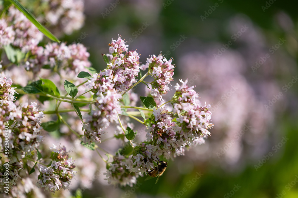 Purple, scented flowers of oregano plant growing in the garden. Beautiful summer scenery of Latvia, Northern Europe. Purple, scented flowers of oregano plant growing in the garden. Beautiful summer scenery of Latvia, Northern Europe.