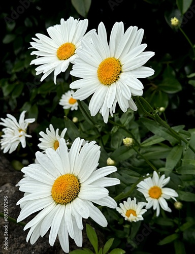 Daisies in the garden in July