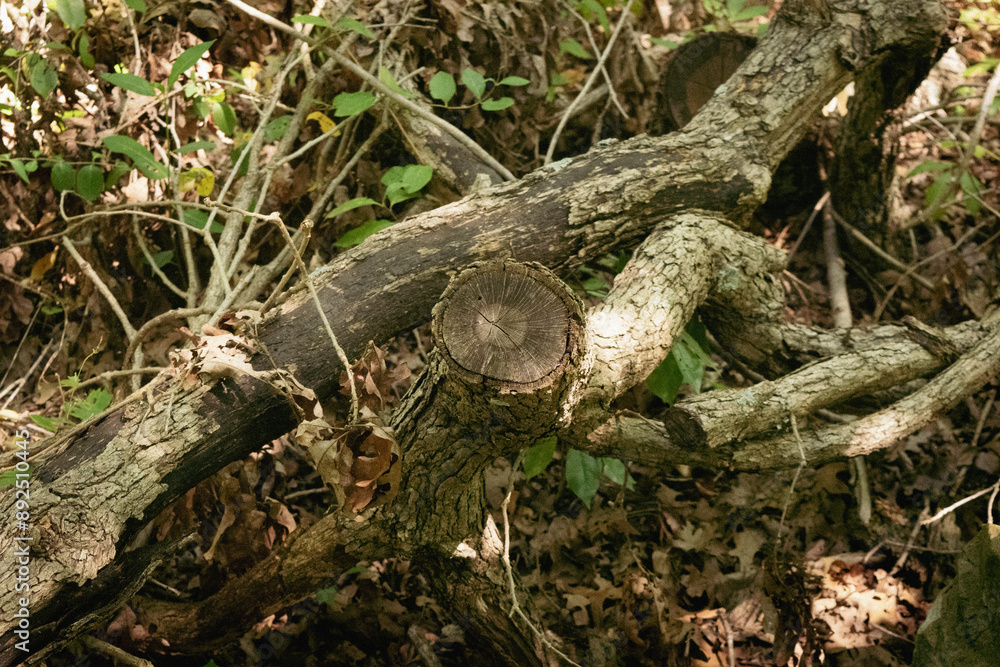 stump in the forest stump in the forest