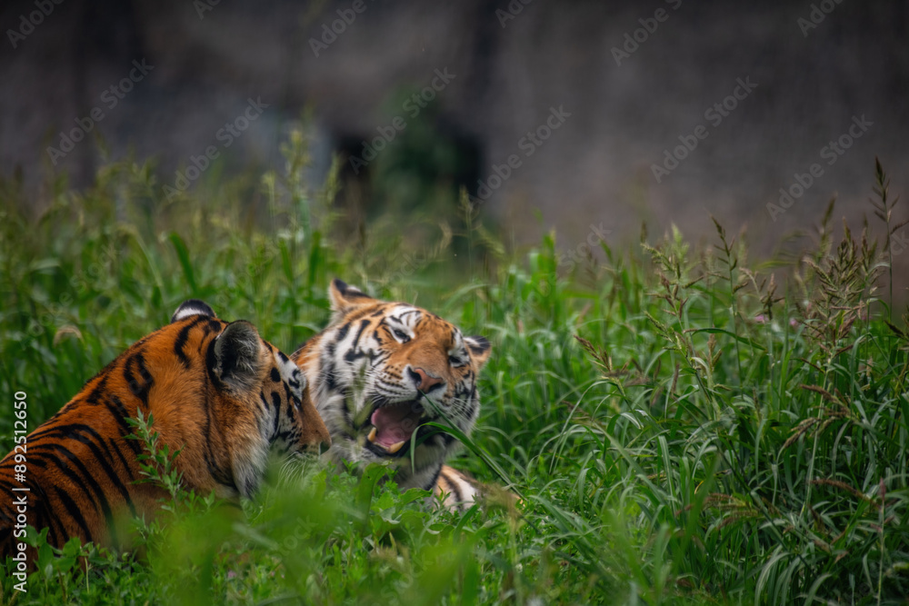 Fototapeta premium tiger in the grass