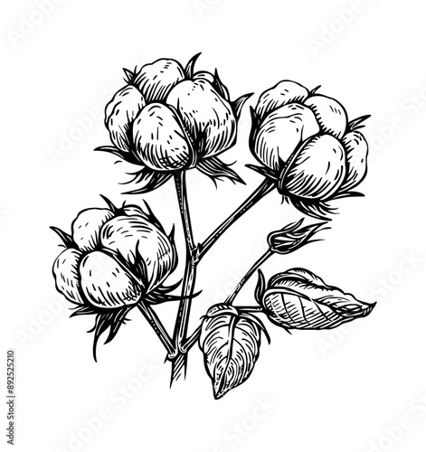 cotton plant engraving black and white outline