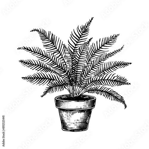 fern plant pot engraving black and white outline