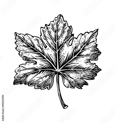 grape leaf engraving black and white outline