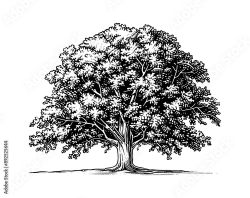 oak tree engraving black and white outline
