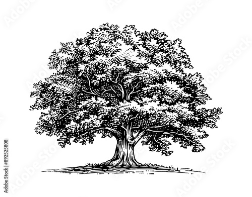 oak tree engraving black and white outline