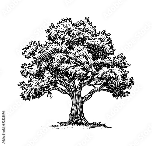 oak tree engraving black and white outline