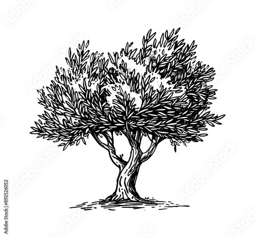 olive tree engraving black and white outline