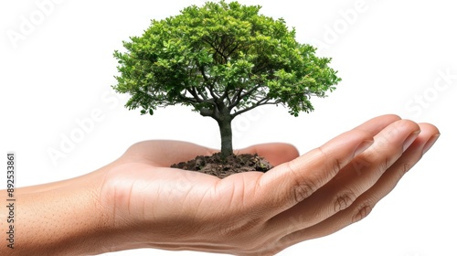 A Small Tree Resting in a Hand