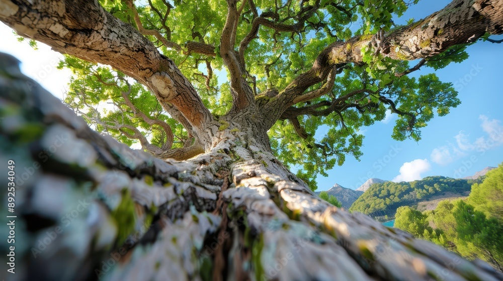 Fototapeta premium An expansive oak tree with wide-spanning branches is captured from below against a bright sunny sky, symbolizing strength, resilience, and the perennial beauty of nature.