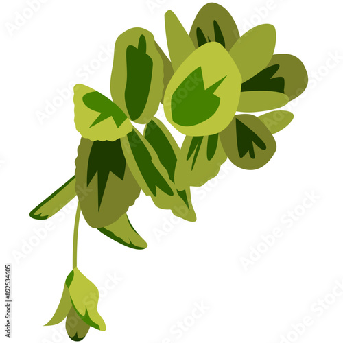 Evergreen spindle / Japanese spindle 'Kathy' (euonymus japonicus kathy) plant vector illustration
